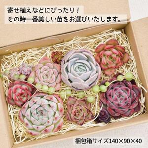 名無しエケベリア(中3個・小5個+セダム他)カット苗セット