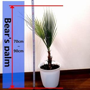 ワシントンヤシ Washingtonia filifera_栃木県大田原市生産品_Bear‘s palm