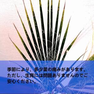 ワシントンヤシ Washingtonia filifera_栃木県大田原市生産品_Bear‘s palm