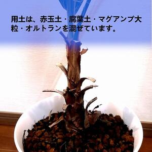 ワシントンヤシ Washingtonia filifera_栃木県大田原市生産品_Bear‘s palm