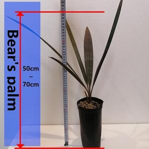 ビスマルキアノビリスシルバー Bismarckia nobilis Silver_栃木県大田原市生産品_Bear‘s palm