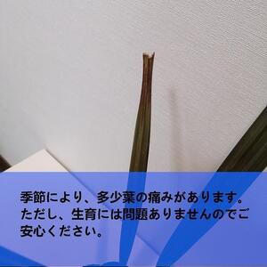 ビスマルキアノビリスシルバー Bismarckia nobilis Silver_栃木県大田原市生産品_Bear‘s palm