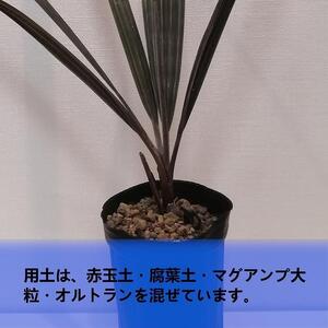 ビスマルキアノビリスシルバー Bismarckia nobilis Silver_栃木県大田原市生産品_Bear‘s palm