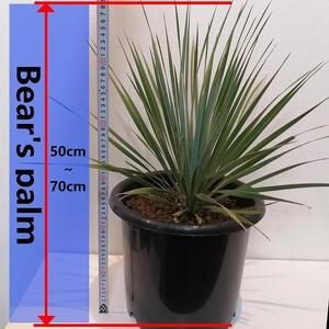 ユッカ・ロストラータ　Yucca rostrata_栃木県大田原市生産品_Bear‘s palm
