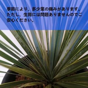 ユッカ・ロストラータ　Yucca rostrata_栃木県大田原市生産品_Bear‘s palm
