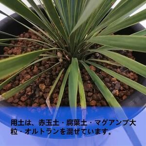 ユッカ・ロストラータ　Yucca rostrata_栃木県大田原市生産品_Bear‘s palm