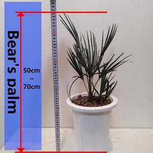 チャメロプス フミリス セリフェラ Chamaerops humilis var. cerifera_栃木県大田原市生産品_Bear‘s palm
