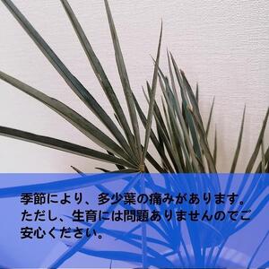 チャメロプス フミリス セリフェラ Chamaerops humilis var. cerifera_栃木県大田原市生産品_Bear‘s palm