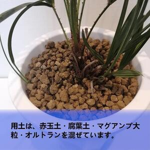 チャメロプス フミリス セリフェラ Chamaerops humilis var. cerifera_栃木県大田原市生産品_Bear‘s palm