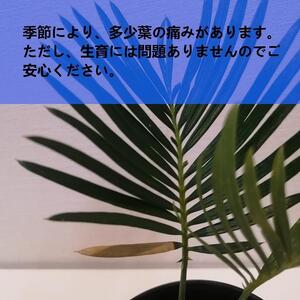 蘇鉄　Cycas revoluta_栃木県大田原市生産品_Bear‘s palm