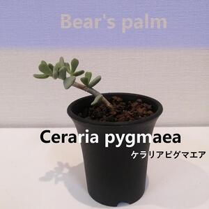 ケラリアピグマエア挿し木　Ceraria pygmaea_栃木県大田原市生産品_Bear‘s palm