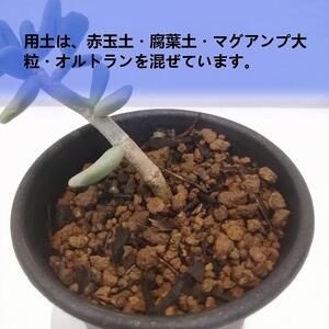 ケラリアピグマエア挿し木　Ceraria pygmaea_栃木県大田原市生産品_Bear‘s palm