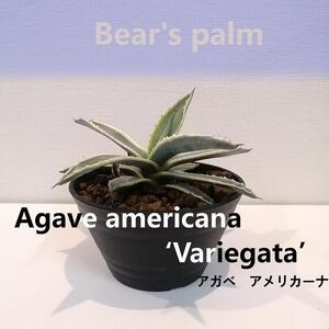 アガベアメリカーナ Agave americana Variegata_栃木県大田原市生産品_Bear's palm | 栃木県大田原市 |  ふるさと納税サイト「ふるなび」