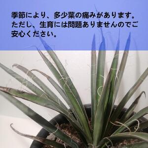 ユッカフィリフェラ Yucca filifera_栃木県大田原市生産品_Bear‘s palm