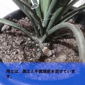 ユッカフィリフェラ Yucca filifera_栃木県大田原市生産品_Bear‘s palm