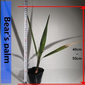 ココスヤシ_栃木県大田原市生産品_Bear‘s palm