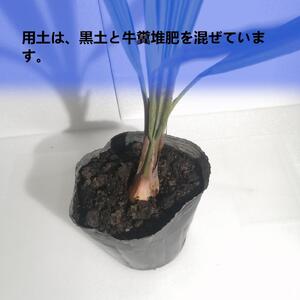 ココスヤシ_栃木県大田原市生産品_Bear‘s palm