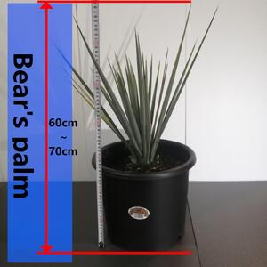 ユッカ リギダ Yucca rigida_栃木県大田原市生産品_Bear‘s palm