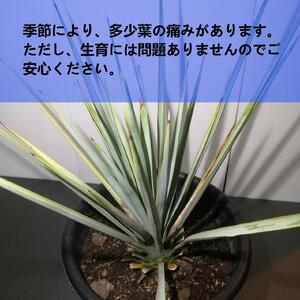 ユッカ リギダ Yucca rigida_栃木県大田原市生産品_Bear‘s palm