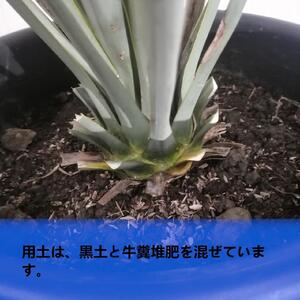 ユッカ リギダ Yucca rigida_栃木県大田原市生産品_Bear‘s palm