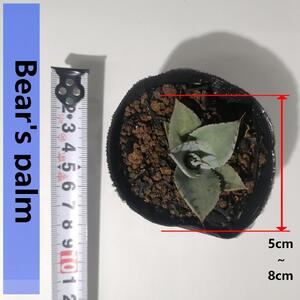 アガベパリートランカータ Agave parryi var. truncata_栃木県大田原市生産品_Bear‘s palm