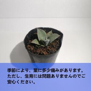 アガベパリートランカータ Agave parryi var. truncata_栃木県大田原市生産品_Bear‘s palm
