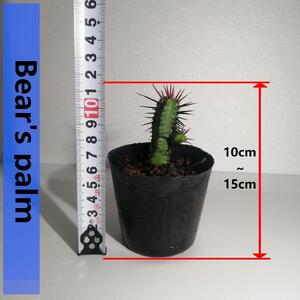 ユーフォルビアエノプラ Euphorbia enopla_栃木県大田原市生産品_Bear‘s palm