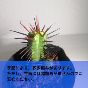 ユーフォルビアエノプラ Euphorbia enopla_栃木県大田原市生産品_Bear‘s palm