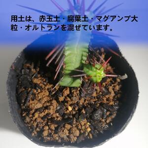 ユーフォルビアエノプラ Euphorbia enopla_栃木県大田原市生産品_Bear‘s palm