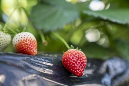 【先行予約・朝採り・農園直送（1月~2月収穫・発送）】栃木県産とちあいか（大粒290ｇ×2パック）×2箱
