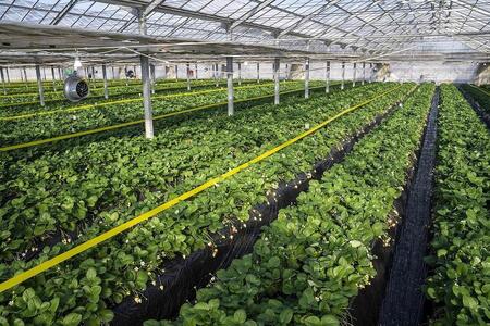 【先行予約・朝採り・農園直送（1月~2月収穫・発送）】栃木県産とちあいか（大粒290ｇ×2パック）×2箱