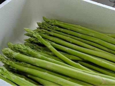 【先行予約】 天空のアスパラガス 「Luxury」1ｋｇ 【２０２６年４～５月頃発送】