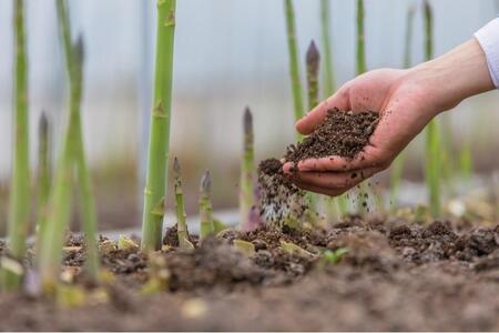 【先行予約】 天空のアスパラガス 「Luxury」1ｋｇ 【２０２６年４～５月頃発送】
