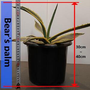 アガベアメリカーナ中株 Agave americana Variegata_栃木県大田原市生産品_Bear‘s palm