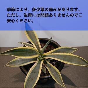 アガベアメリカーナ中株 Agave americana Variegata_栃木県大田原市生産品_Bear‘s palm