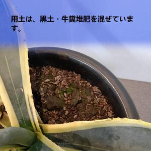 アガベアメリカーナ中株 Agave americana Variegata_栃木県大田原市生産品_Bear‘s palm