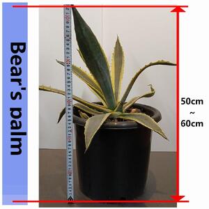 アガベアメリカーナ大株 Agave americana Variegata_栃木県大田原市生産品_Bear‘s palm