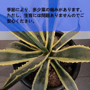 アガベアメリカーナ大株 Agave americana Variegata_栃木県大田原市生産品_Bear‘s palm