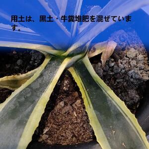 アガベアメリカーナ大株 Agave americana Variegata_栃木県大田原市生産品_Bear‘s palm