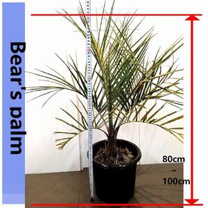ココスヤシ大株_栃木県大田原市生産品_Bear‘s palm