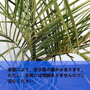 ココスヤシ大株_栃木県大田原市生産品_Bear‘s palm