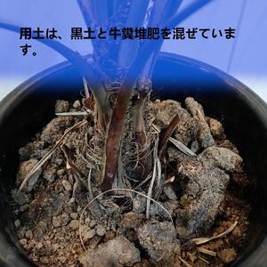 ココスヤシ大株_栃木県大田原市生産品_Bear‘s palm