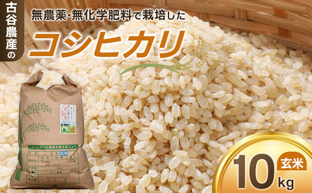 農家直送 無農薬 コシヒカリ 玄米10キロ 令和6年産 パック米 令和7年産
