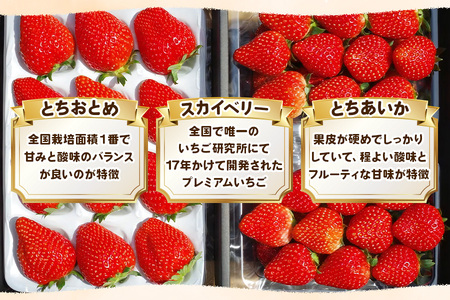 [数量限定] 年末年始にお届け！贅沢な栃木のいちご3種食べ比べセット｜とちあいか とちおとめ スカイベリー いちご 苺 フルーツ 果物 産地直送 [0565]