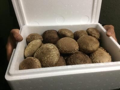 [厳選] 肉厚・原木生しいたけ 1.2kg｜しいたけ 椎茸 生しいたけ シイタケ きのこ 産地直送 矢板市産 栃木県産 国産