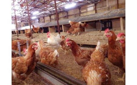 平飼い有精卵あかり｜30個｜たまご