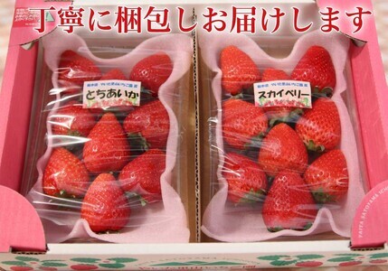 [2024年12月下旬から順次発送] 完熟朝摘みとちあいか 280gとスカイベリー280gの2パックセット｜いちご 苺 とちあいか スカイベリー フルーツ 果物 産地直送 先行予約 [0597]