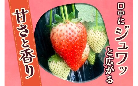  [12月中旬より順次発送予定] 朝摘みとちあいか 1120g (280g×4パック)｜いちご イチゴ 苺 フルーツ 果物 産地直送 矢板市産 栃木県産 先行予約 