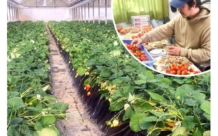  [12月中旬より順次発送予定] 朝摘みとちあいか 1120g (280g×4パック)｜いちご イチゴ 苺 フルーツ 果物 産地直送 矢板市産 栃木県産 先行予約 