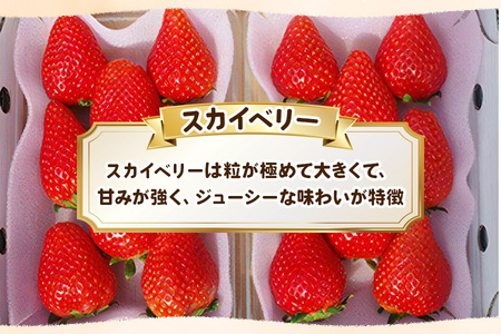 とろける美味しさ！澳原いちご農園の完熟朝摘みスカイベリー！｜イチゴ 苺 果物 果実 スイーツ 産地直送 [0533]